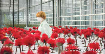 ‘Little Joe’ Review: This Flower Can Dispense Joy, but It Has Demands