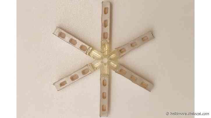 Scientists Say A Once-A-Month Birth Control Pill Works On Pigs, They Want To Test It On People Next