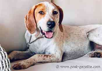 He ain't nothin' but a hound dog. Should he be yours?