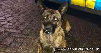 Police dog who tackled suspected thief in Bedlington rewarded with a late night burger