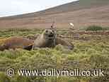 NASA enlists elephant seal to gather data about changing water temperatures around Antarctica
