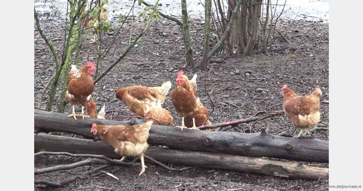 Reportage nieuwe biologische leghennenstal bij pluimveehouder uit Dalfsen