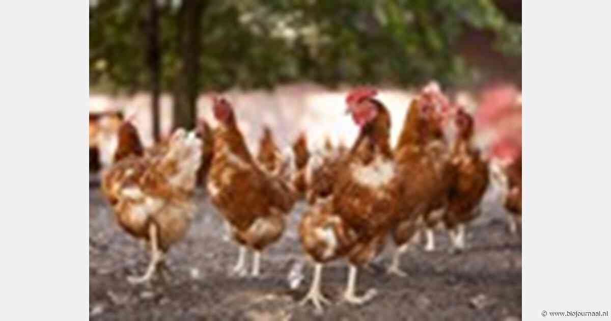 Bio-pluimveehouder Edward Nijk in BinnensteBuiten