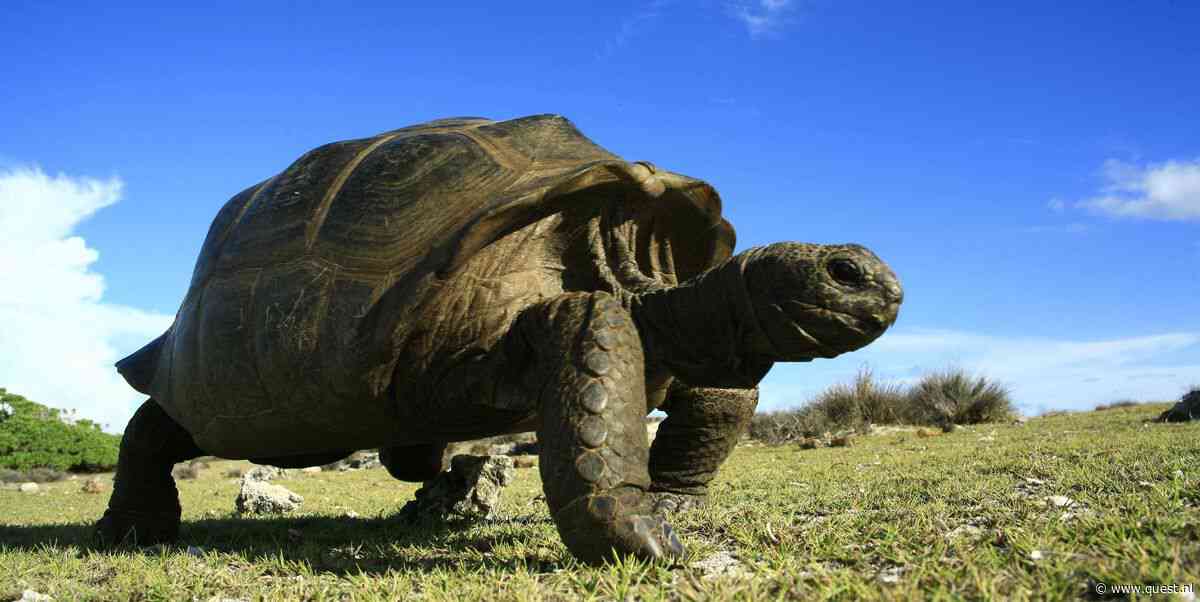 Reuzenschildpadden zijn reuze-intelligent