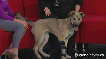 New Hope Dog Rescue needs a home for Nemo