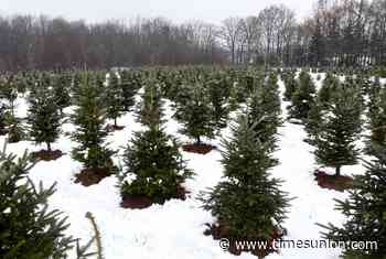 Real trees at Christmas? Most New Yorkers say no