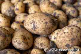 Tevredenheid over opbrengst GMO-aardappel
