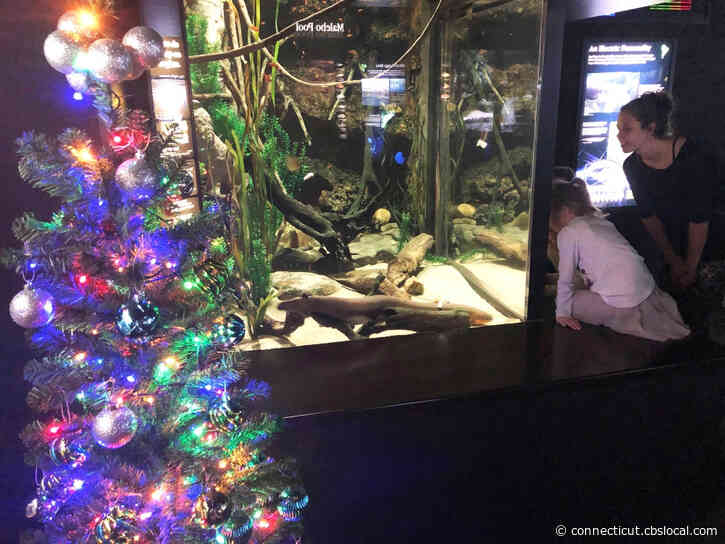 WATCH: Electric Eel Lights Up Aquarium’s Christmas Tree And Tweets About It