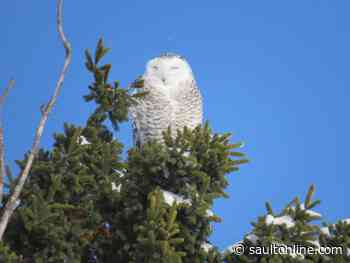 The SSM Chirstmas Bird Count is Back!