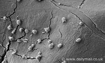 Meteorite-eating microbe indicates how life could survive in space