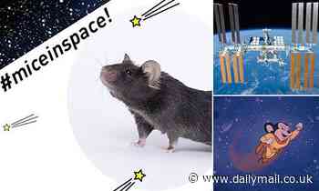 Genetically-enhanced 'mighty mice' will be launched to the International Space Station today