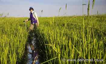 Arsenic levels in rice could TRIPLE and cause 'health concerns' by 2100 due to global warming