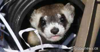 Man accused of throwing ‘a pair of ferrets’ at cars in vandalism spree
