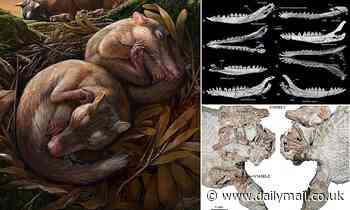 Experts find ancient mammal fossils in China that are a 'missing link' in modern ear development