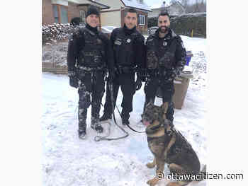 Dogged K9 officer leads Gatineau police on 2.5 km track to arrest suspect