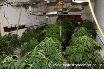 Police raid UDA cannabis factory in Co Antrim- plants worth £90k seized