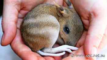 Your treechange could put native wildlife at risk. Here's how to be part of the solution