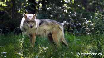 Environmental Protection Agency rejects calls to ban cyanide traps in U.S.