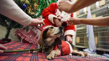 What you need to know before you give a pet for Christmas