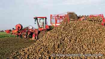 Niedersachsens Bauern melden etwas bessere Zuckerrübenernte