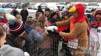 Moncton school principal dresses as turkey to motivate students to give back