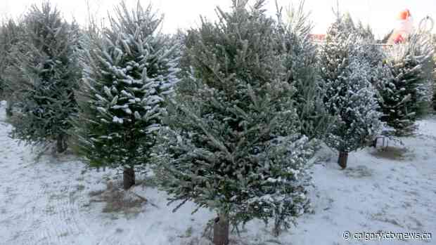 Christmas tree growers warn of possible shortage this year