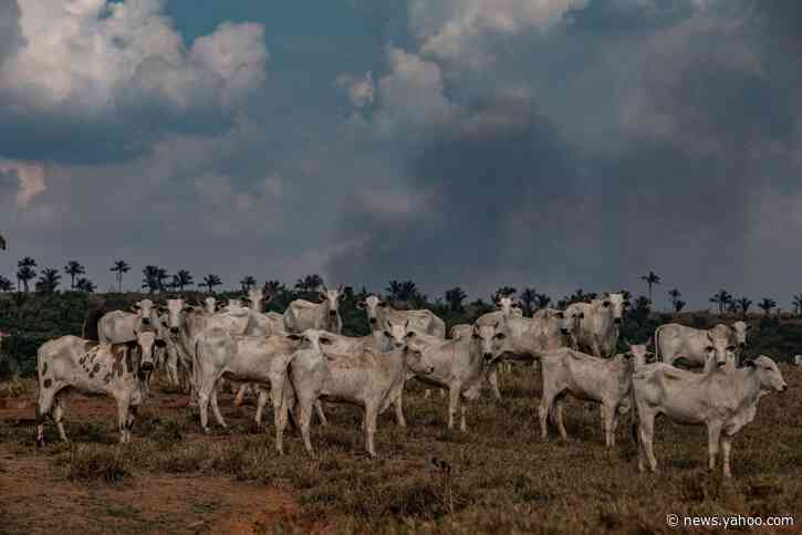 'The Amazon Is Completely Lawless': The Rainforest After Bolsonaro's First Year