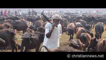 Hindu Worshipers Sacrifice Thousands of Buffalo to ‘goddess of Power’ in Nepali Gadhimai Festival