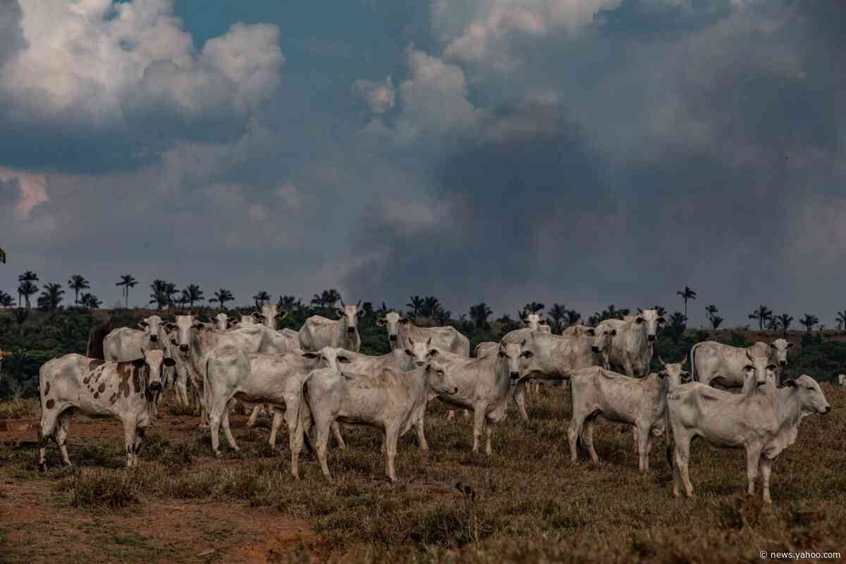 'The Amazon Is Completely Lawless': The Rainforest After Bolsonaro's First Year