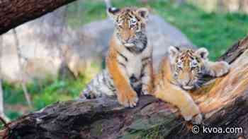 Rare Siberian Tiger cubs seen playing from hidden camera in Russia wildlife park