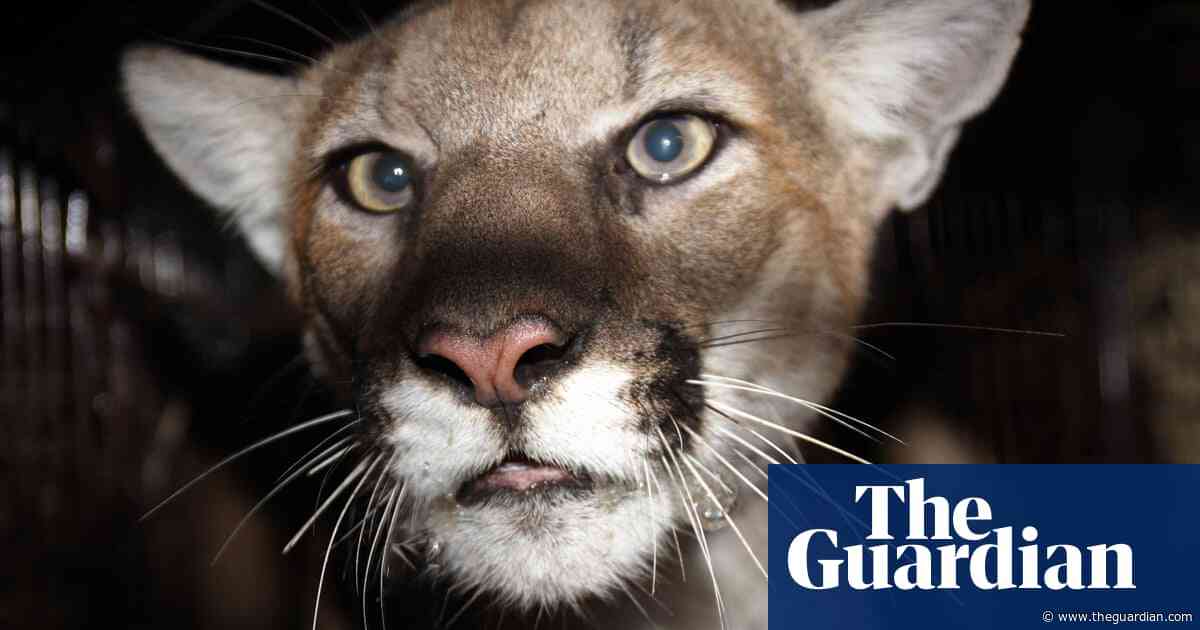 California woman punched mountain lion in effort to save her dog