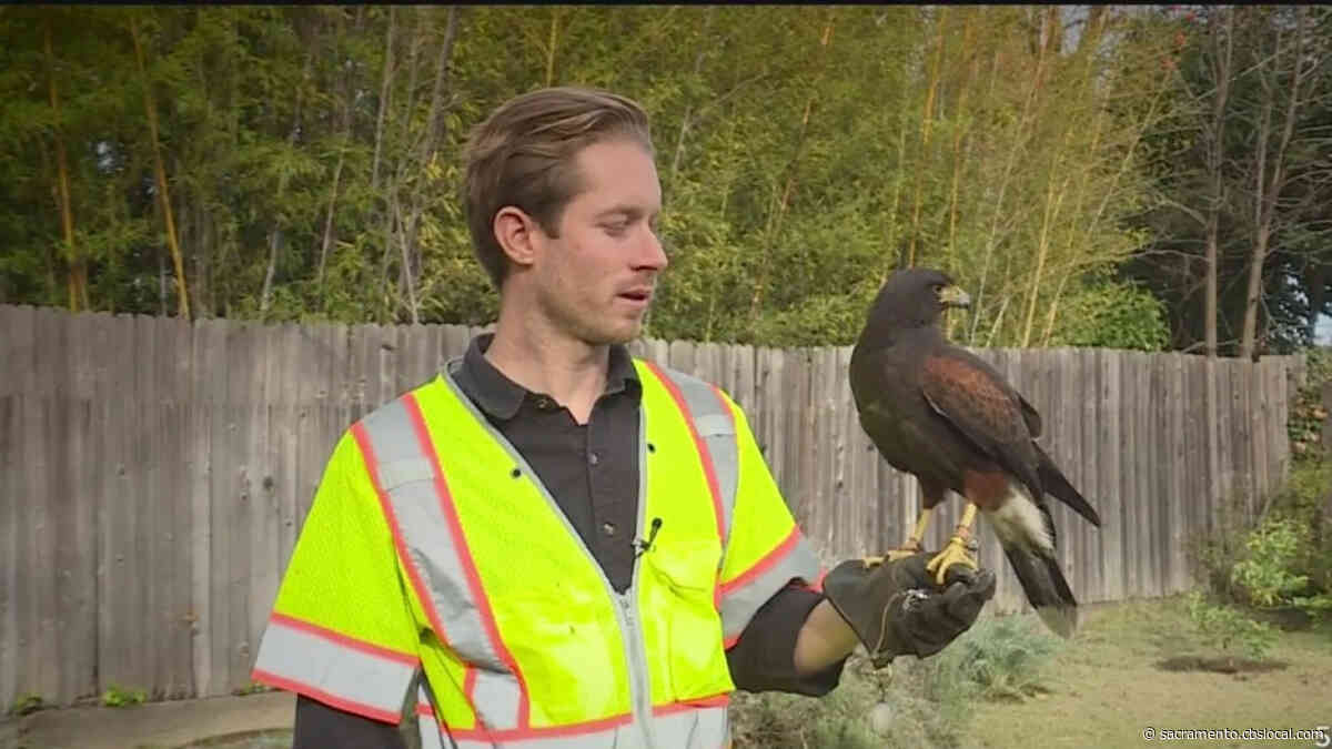 Downtown Sacramento Partnership To Use Hawks To Rid Murders Of Crows On K Street