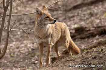 Trump Administration Authorizes 'Cyanide Bombs' to Kill Predators Again, Months After Backlash