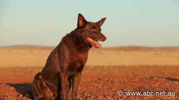 Why these kelpie breeders stopped breeding after Red Dog fame