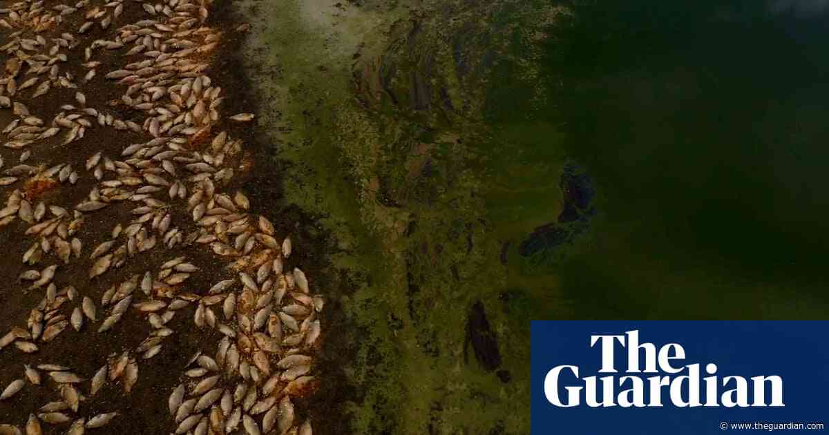 Murray-Darling authority warns of 'dire' summer of mass fish deaths and blue-green algae