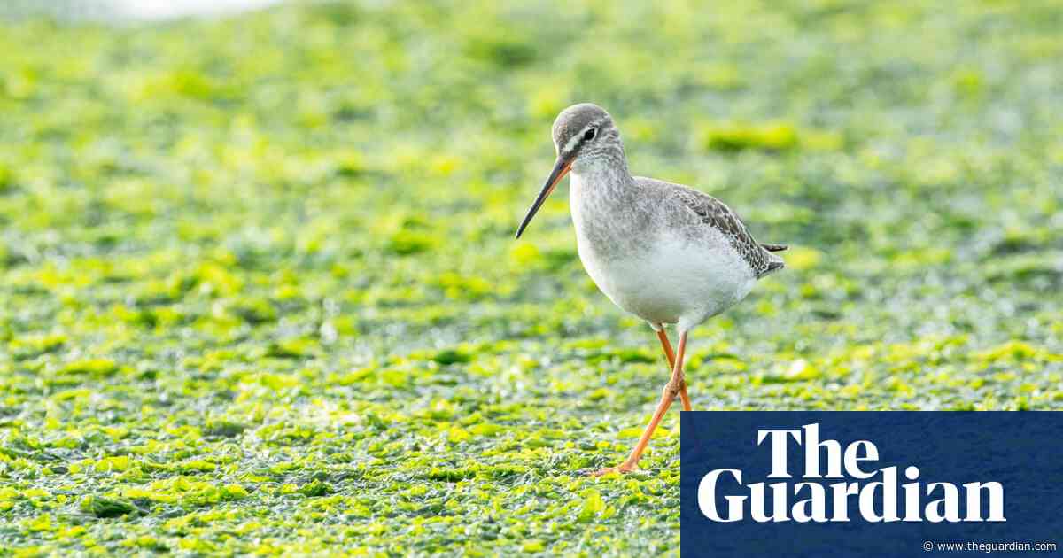 Country diary: this elegant wader has become a local celebrity