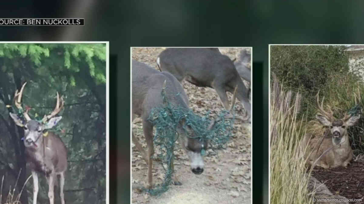 Deer Are Running Away With Christmas Lights In El Dorado County