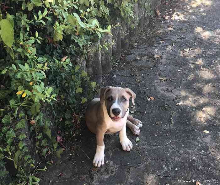 Ludwigshafen – #FWG: Rasselisten für gefährliche Hunde bei der Hundesteuer abschaffen!