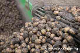 Pittig rooiseizoen zorgt voor vaste aardappelmarkt