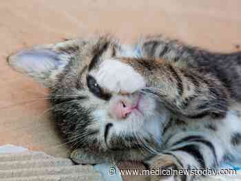 Only 'cat whisperers' can read felines' facial expressions