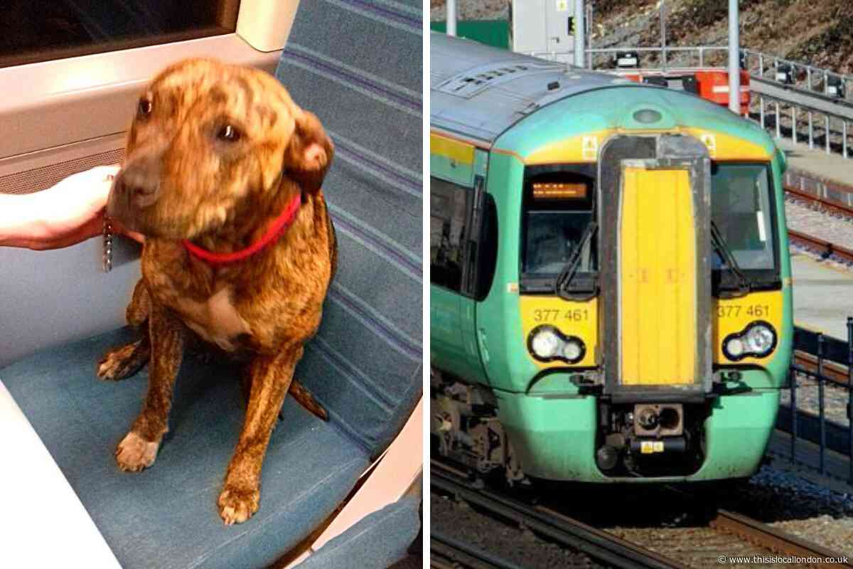 Southern train driver saves dog trapped on the tracks between Ewell East and Cheam