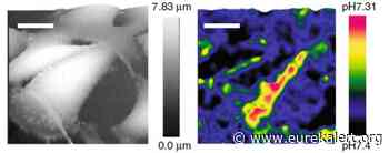 Improved pH probes may help towards cancer treatments