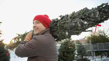 Natur, Plastik oder Leasing – so teuer wird Ihr nächster Weihnachtsbaum