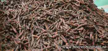 Ook Engeland brengt geen reuring op peenmarkt