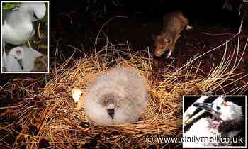 Mobs of mice are attacking adult albatrosses and eating their chicks ALIVE