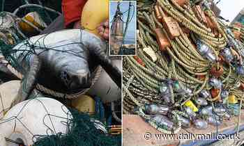 LED lights attached to fishing nets could save tens of thousands of dolphins and sea turtles