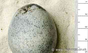 A 1700-year-old Roman egg unearthed in Buckinghamshire