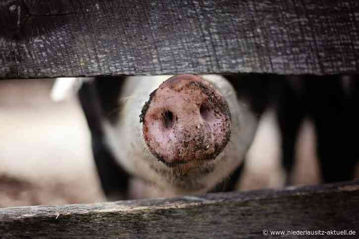 Schweinepest kommt näher. Schweinehalter sollen sich beim Veterinäramt melden
