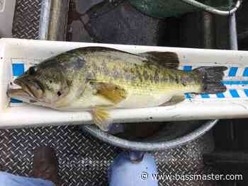 Arkansas River, Florida bass