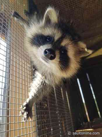 Wild at Heart Wildlife Refuge to Close Its Doors